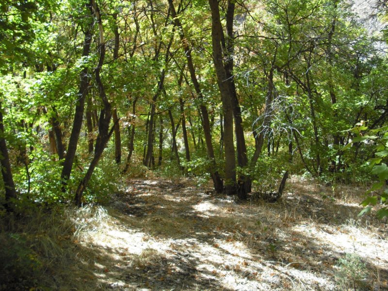 https://6066gmcguy.org/wp-content/uploads/2026/06/sacredgrove04-1.jpg